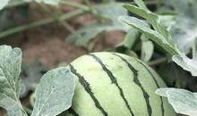 今日吃瓜热门大瓜必看大瓜网红,揭秘网红大瓜，吃瓜群众必看！